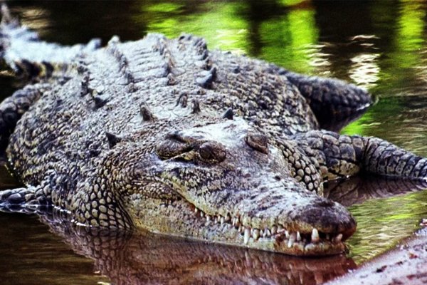 Buaya Muara Beringis sedia menyambut kehadiran pengunjung leka