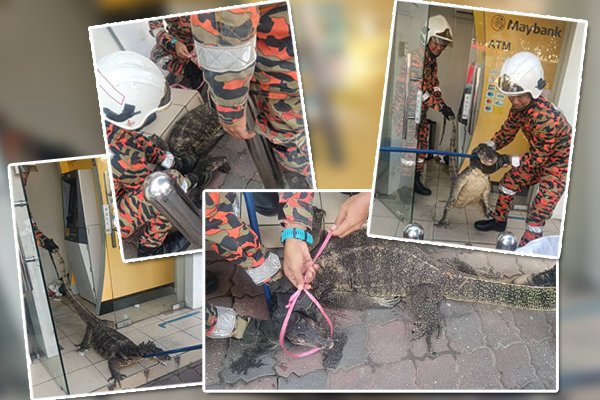 Gelagat Biawak Cuit Hati Warganet