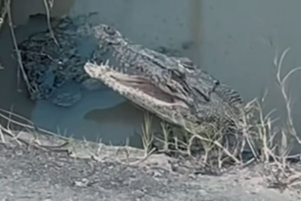 Penduduk Cemas Buaya Muncul di Parit Putatan